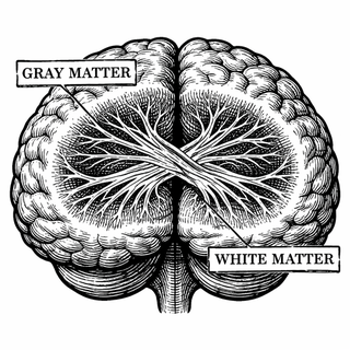 The ice in your glass clinks, the sound hits your eardrum, rides the auditory nerve, checks in with the brainstem, swings through the thalamus, lands in auditory cortex, and then keeps traveling on white matter highways to other regions that decide w
